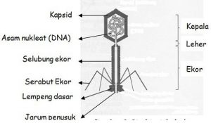 Struktur-Ekor-Bakteriofage