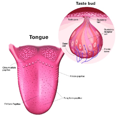 anatomi bagian lidah