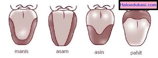 Bagian lidah berdasarkan fungsinya