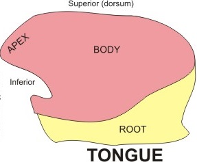 bagian lidah berdasarkan lokasinya