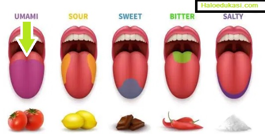 Bagian tengah lidah