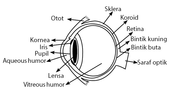 bagian bagian mata