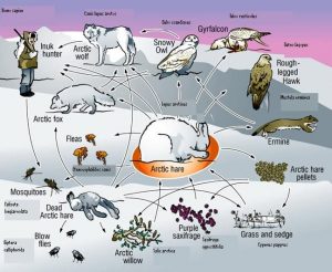 ekosistem wilayah dingin