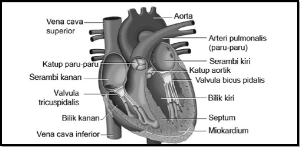 Serambi pada jantung disebut juga dengan