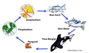 ekosistem laut