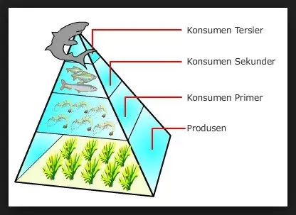 piramida makanan ekosistem perairan