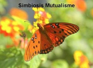 simbiosis mutualisme