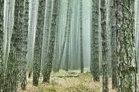 bioma hutan musim