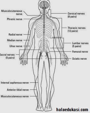Struktur sistem saraf manusia