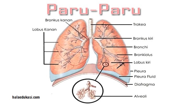 paru paru manusia