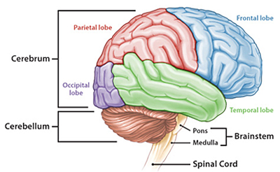 anatomi_otak