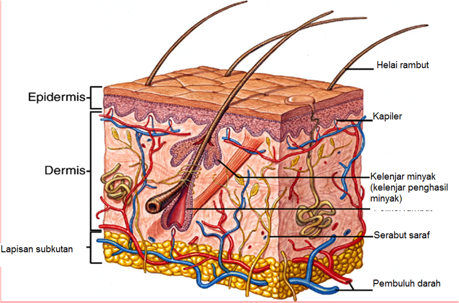 lapisan kulit manusia