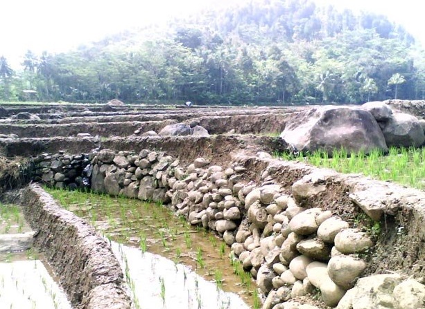 Terasering Pengertian Fungsi Dan Jenisnya Haloedukasi Com