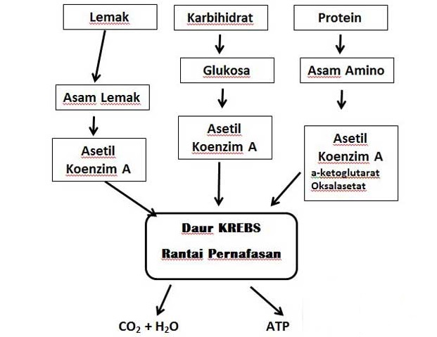 proses metabolisme protein