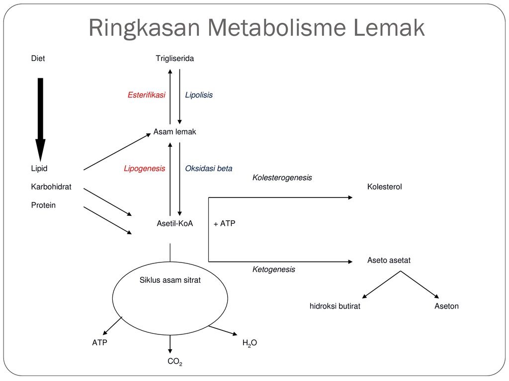 Proses metabolisme lemak