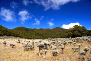 taman nasional gunung gede pangrango