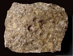 fossilifrous-limestone