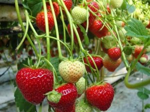 tanaman-Buah-strawberry