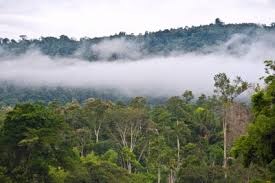 hutan hujan tropis