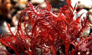 alga merah