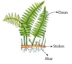 struktur tumbuhan paku