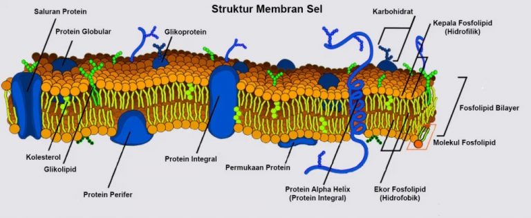 Membran Sel: Sifat - Fungsi dan Strukturnya - HaloEdukasi.com