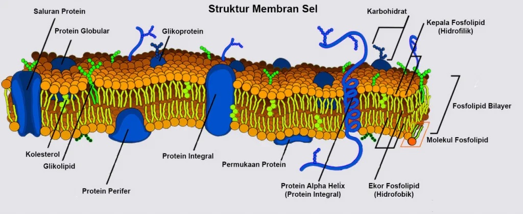 struktur membran sel