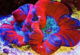 open brain coral
