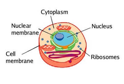 struktur sitoplasma