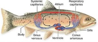 sistem peredaran darah ikan