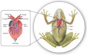 sistem peredaran darah katak