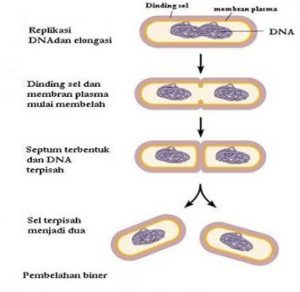 Cara Kerja Pembelahan Biner