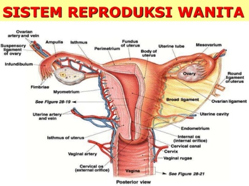 struktur sistem reproduksi wanita
