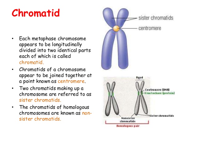 struktur kromatid