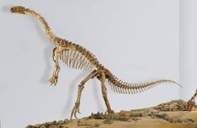 Plateosaurus, sejenis kadal leher panjang berukuran kecil