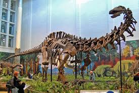 Diplodocus, dinosaurus besar berleher panjang memiliki tinggi sekitar 30 meter.