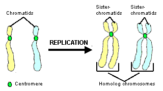 pembentukan kromatid