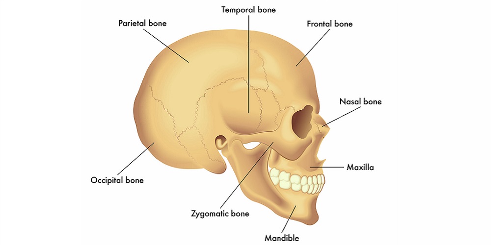 Bagian-Bagian Tulang Tengkorak Beserta Fungsi dan Kelainannya