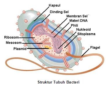 struktur eubacteria