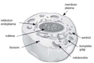struktur eukariota