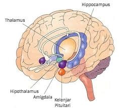 anatomi sistem limbik