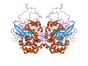 enzim katalase