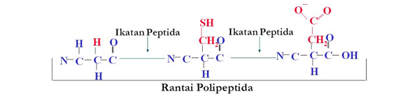 ikatan polipeptida