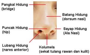 bagian hidung luar