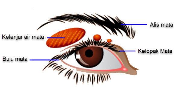 bagian luar mata