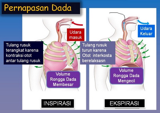 Jenis Pernafasan dalam Bernyanyi Beserta Mekanismenya - HaloEdukasi.com