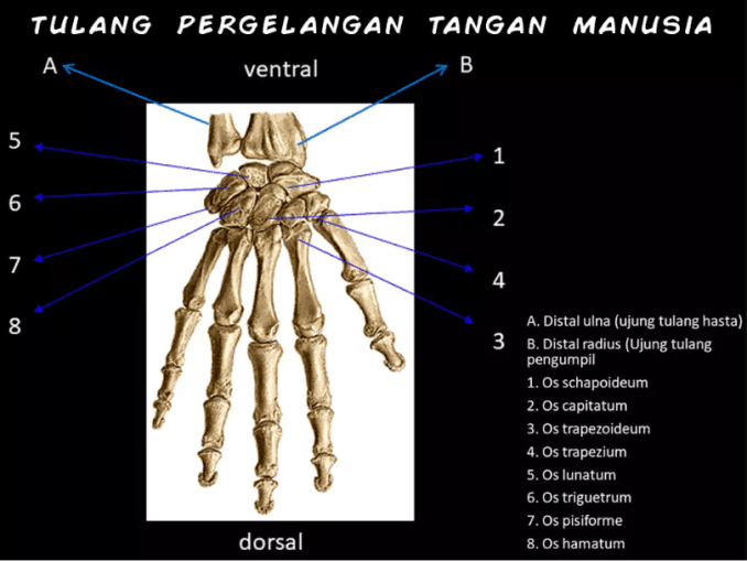 anatomi pergelangan tangan