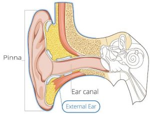 telinga bagian luar