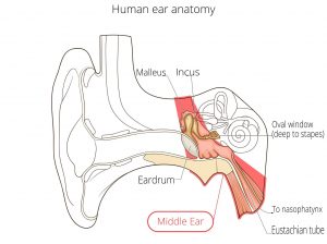 telinga bagian tengah