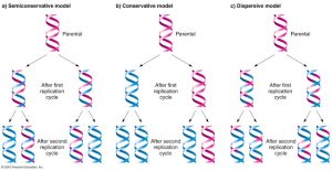 Hipotesis Replikasi DNA